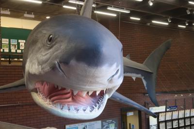 謎の海獣パレオパラドキシアに会えます
