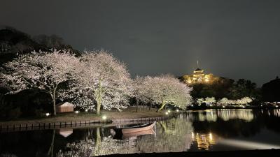 夜桜を見に