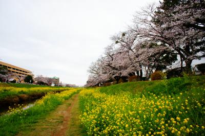 500メートルほど桜と菜の花が続く