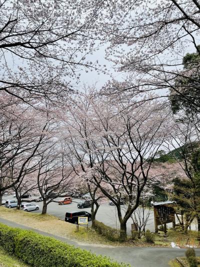松阪ICから車で5分の桜名所♪