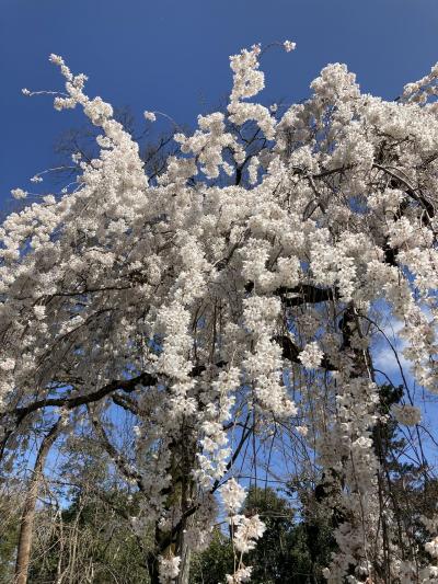 枝垂れ桜が見ごろでした。