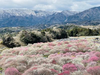 展望台からの絶景♪　梅の花の絨毯と雪山