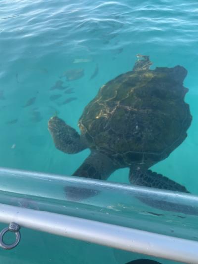透明カヤック下を通るウミガメ