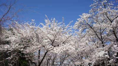 桜の名所