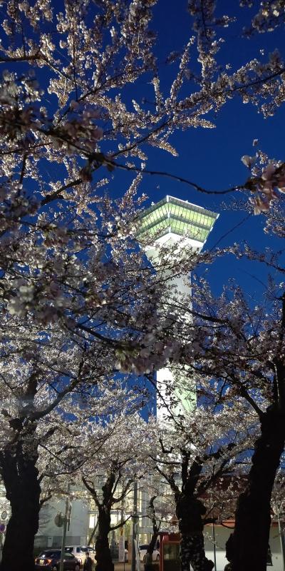 桜が今を盛りと咲いてました