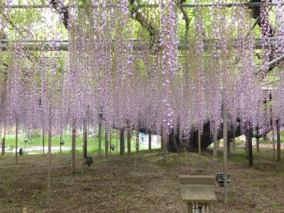 見事な藤を堪能！＆手入れされた季節の花々で美しい公園