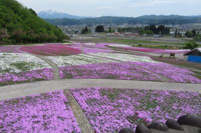 堀之内インターに隣接する「芝桜公園」