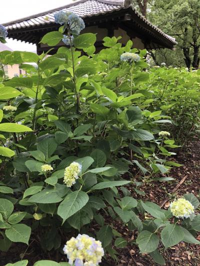 紫陽花が咲き始めました。