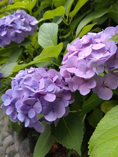法多山の紫陽花