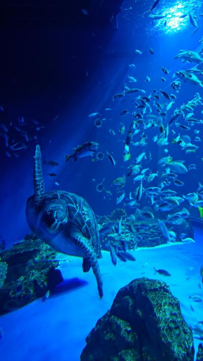 ショッピングモール内にある水族館