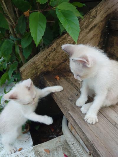 海辺近くのカフェとかの集まり