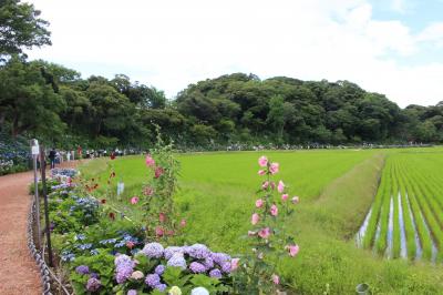 まさに“あじさいの杜”でした♪