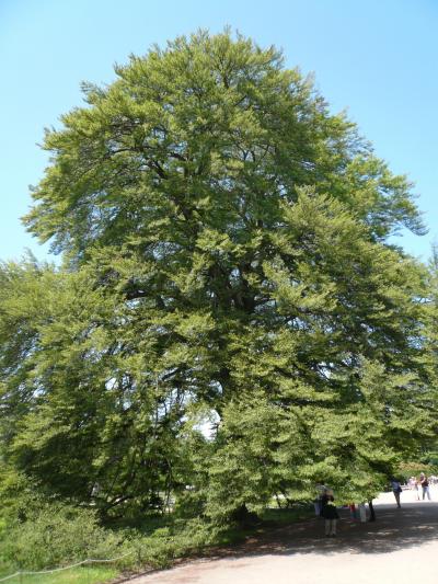 高さ21m大きなRotbuchブナの木が宮殿庭園にある。