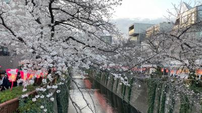 桜の時期は目黒川