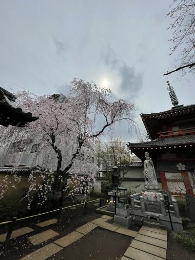 しだれ桜が綺麗