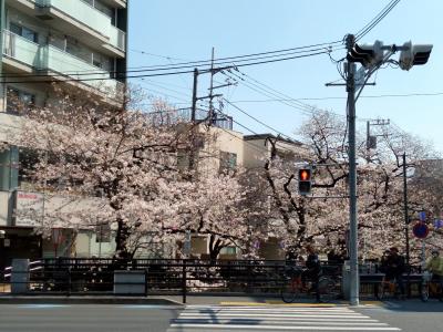 住吉ざくら