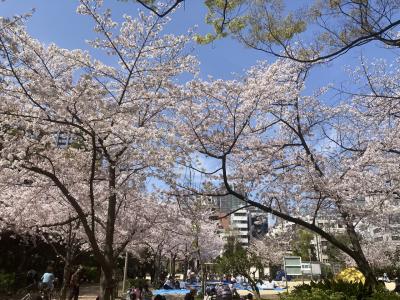 桜満開