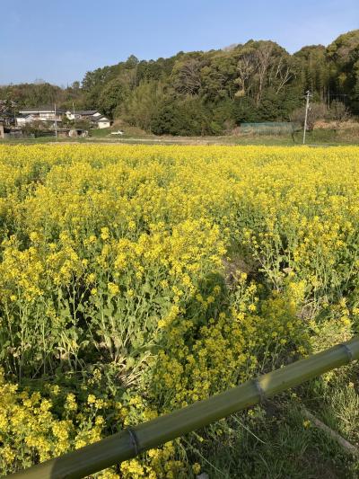 お野菜