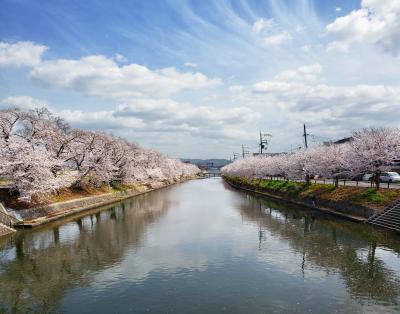 京都自然200選に選ばれている前川堤沿いの桜並木が圧巻