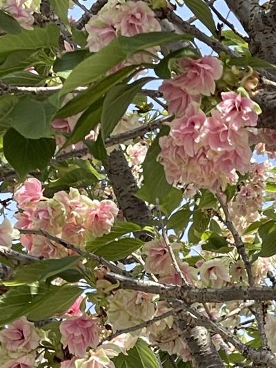 駅前の花壇がきれい