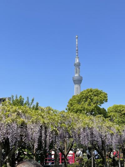 藤が見頃です。