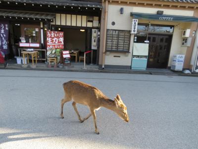 かなりの数の鹿がいました。