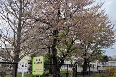 札幌の桜の標本木が隣にある「北1条おてんき公園」