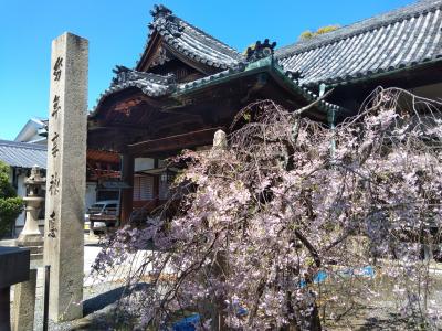 本殿脇の枝垂れ桜が満開でした