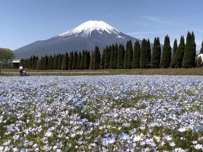 富士山を背景にチューリップ畑やネモフィラ畑が広がっています