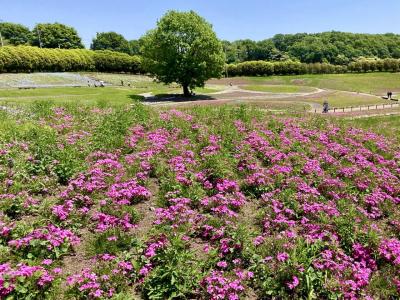 みさと芝桜公園