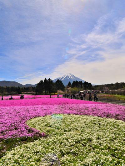 富士山と芝サクラ　最も美しいのはマックダニエルクッション