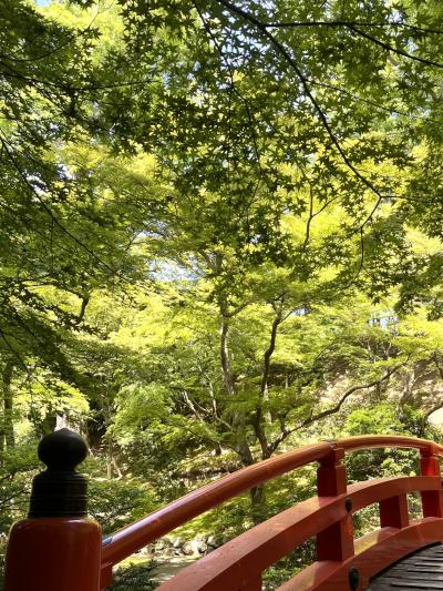 5月の北野天満宮は青もみじと修学旅行生の大軍団