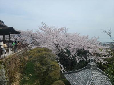 素晴らしい桜でした