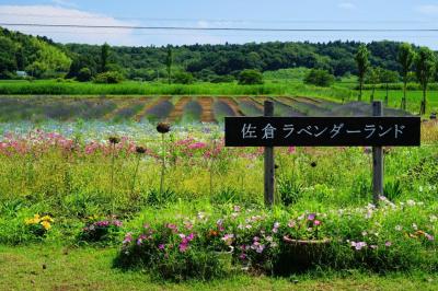 北海道のファーム富田にインスパイアされてつくられたラベンダー園