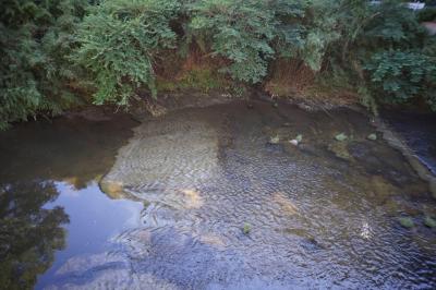 ホタル観賞と黒湯の洞窟風呂が魅力