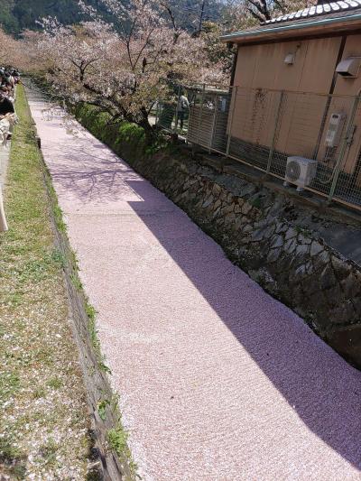 南禅寺まで続く散策路。四季折々の風景が楽しめます。