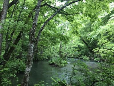 新緑の奥入瀬渓流