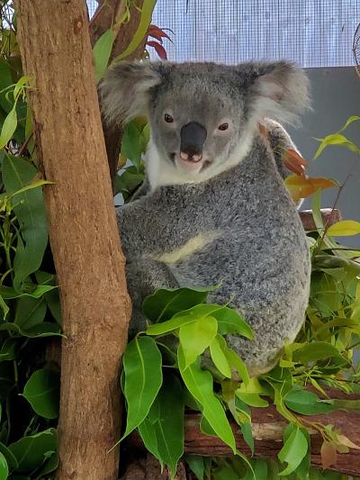 コアラやワラビー、カンガルーに会えます！