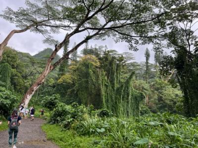 ジャングルのような大自然の中をトレッキング　マノアの滝