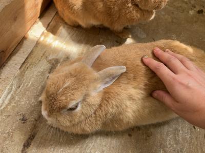 ミニ動物園