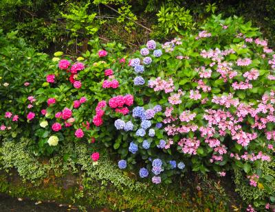 紫陽花の時期に奈半利『北川村（モネの庭）マルモッタン』へいらしたら是非に☆