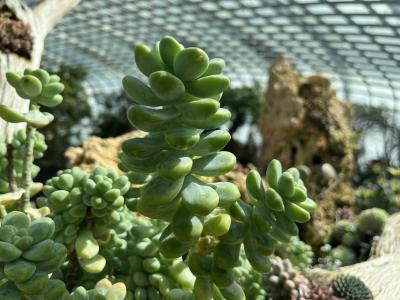 多肉植物の宝庫