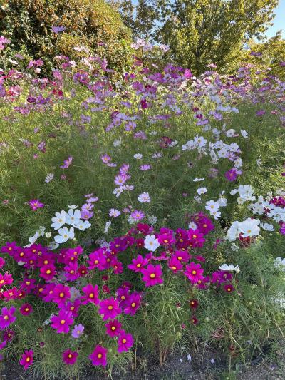 高低差があります