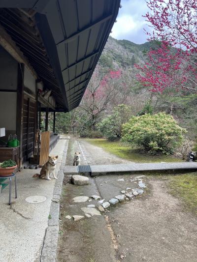 かわいい看板犬がいる温泉