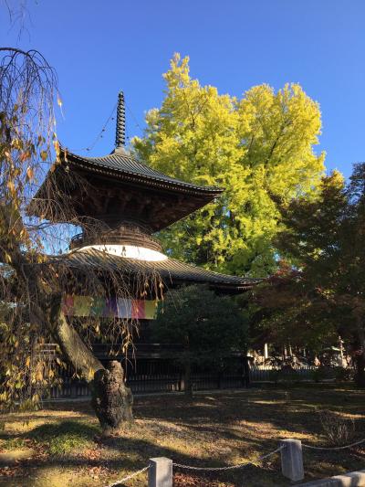 速報！足利市「鑁阿寺（ばんなじ)」の大銀杏の黄葉　2023/11/16