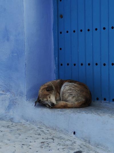 シャウエンの旧市街に住む動物たち