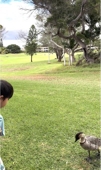 毎朝、餌を貰いにくる野生の鴨たち。