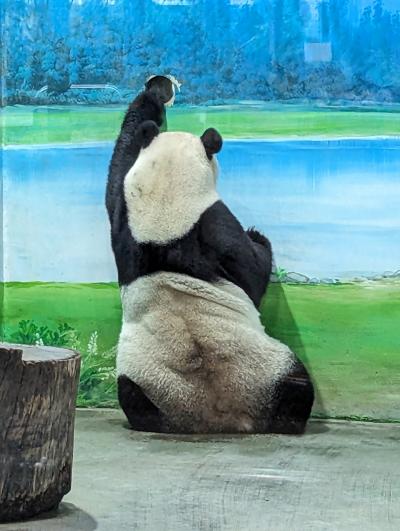 上野動物園と台北動物園のパンダは兄弟姉妹