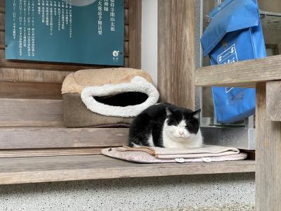 「三輪山平等寺」を棲家としている猫探し