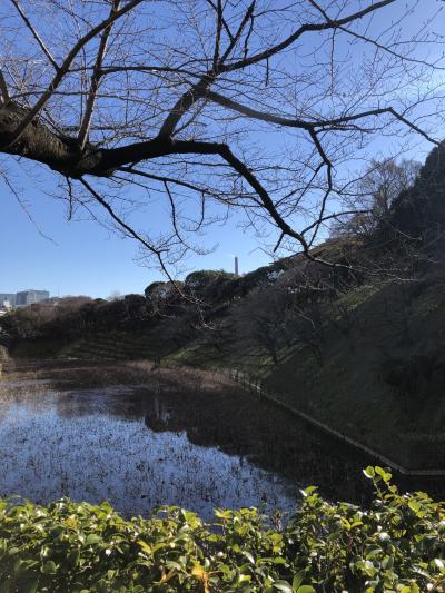 桜が楽しみ